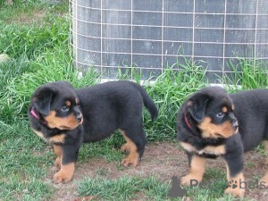 Photo №1. rottweiler - à vendre en ville de Grains | négocié | Annonce №166912
