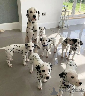 Photo №1. dalmatien - à vendre en ville de California Gully | négocié | Annonce №170458