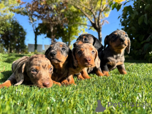 Photo №1. teckel - à vendre en ville de Madrid | négocié | Annonce №160831