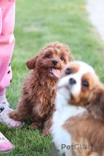 Photo №3. Chiots kavapu, race de créateur unique. Biélorussie
