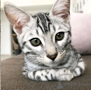 Photo №3. 5 Bengalkattungar refaire pour nya ourlet. Allemagne