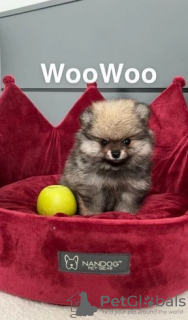 Photo №3. Зареєстрований померанський шпіц KC 1 дівчинка та 1 хлопчик. Biélorussie