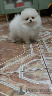 Photo №2 de l'annonce № 133386 de la vente spitz nain - acheter à Allemagne annonce privée