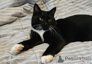 Photo №3. Charmante chatte Sonya en cadeau. Biélorussie