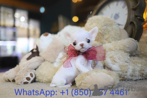 Photo №3. Dean Janet Kay Puppies House. USA