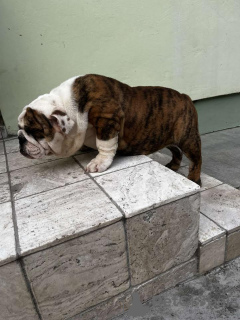 Photo №1. bulldog anglais - à vendre en ville de Панчево | négocié | Annonce №71608