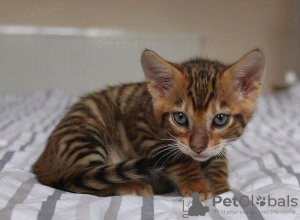 Photo №3. Superbes chatons Toyger Business WhatsApp 37256062792. Belgique