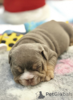 Photo №3. Chiots bouledogue anglais enregistrés au KC, entièrement testés en santé,. France