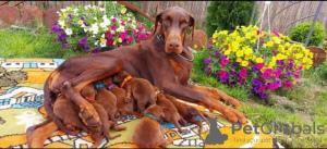 Photo №3. Doberman BEAUX chiots. Serbie