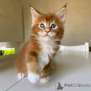 Photo №2 de l'annonce № 136791 de la vente maine coon - acheter à Allemagne éleveur