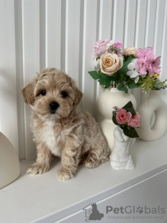 Photo №4. Je vais vendre  en ville de Maryland City.  - prix - négocié