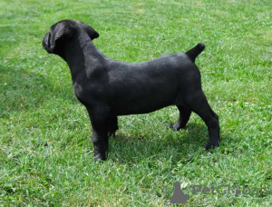 Photos supplémentaires: Chiots Boerboel (Mâtin sud-africain)