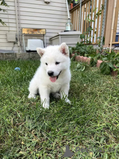 Photo №3. Chiots Malamute d'Alaska prêts maintenant !. USA