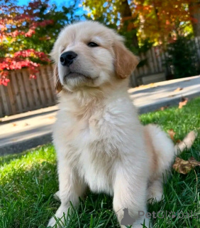 Photo №2 de l'annonce № 138866 de la vente schnauzer géant - acheter à Allemagne annonce privée, éleveur