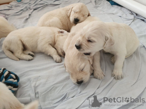 Photos supplémentaires: Chiots Golden Retriever de lignée Champion disponibles maintenant à la vente