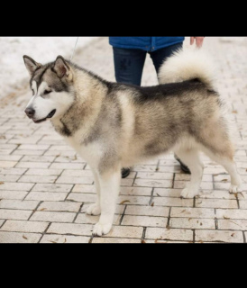 Photo №1. malamute de l'alaska - à vendre en ville de Kiev | Négocié | Annonce №3014