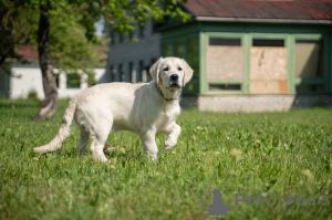 Photo №1. golden retriever - à vendre en ville de Narva | 1200€ | Annonce №56421