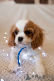 Photo №1. cavalier king charles spaniel - à vendre en ville de Prague | 1800€ | Annonce №43858