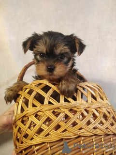 Photo №1. yorkshire terrier - à vendre en ville de Vilnius | 450€ | Annonce №71254