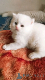 Photo №2 de l'annonce № 137219 de la vente exotic shorthair - acheter à Allemagne éleveur