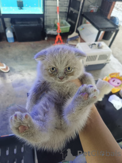 Photo №2 de l'annonce № 172074 de la vente scottish fold - acheter à Belgique annonce privée