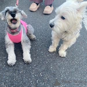 Photo №1. schnauzer miniature - à vendre en ville de Varsovie | négocié | Annonce №121847