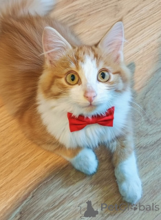 Photo №1.  - à vendre en ville de Rivière moscou | Gratuit | Annonce № 159492