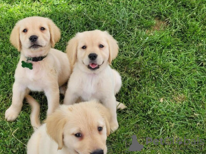 Photo №1. golden retriever - à vendre en ville de Антверпен | Gratuit | Annonce №109605