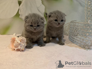 Photos supplémentaires: Chatons Scottish Fold disponibles à l'adoption