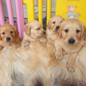 Photo №1. golden retriever - à vendre en ville de Berlin | négocié | Annonce №115949