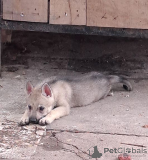 Photos supplémentaires: Chiots chiens-loups tchécoslovaques