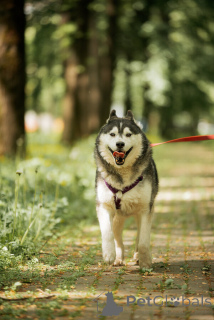 Photo №2 de l'annonce № 154204 de la vente husky de sibérie - acheter à Fédération de Russie 