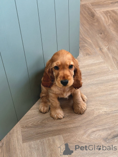 Photo №3. Rencontrez Charlie le petit monsieur au grand cœur et au sourire encore plus. Allemagne