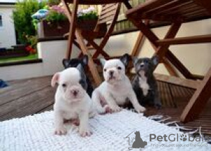 Photo №4. Je vais vendre bouledogue en ville de Freiburg im Breisgau. annonce privée - prix - 265€