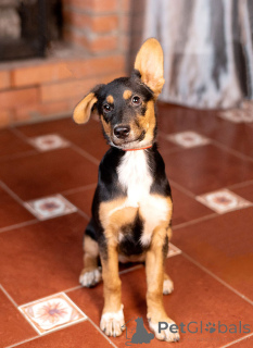 Photo №4. Je vais vendre chien bâtard en ville de Moskova. annonce privée - prix - Gratuit