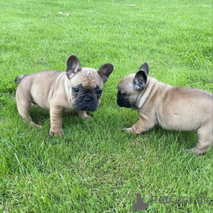 Photo №2 de l'annonce № 176155 de la vente bouledogue - acheter à Allemagne annonce privée