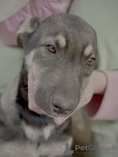 Photos supplémentaires: De merveilleux chiots entre de bonnes mains.