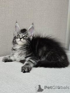 Photo №2 de l'annonce № 147112 de la vente maine coon - acheter à USA annonce privée