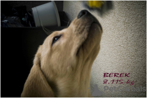 Photo №3. Biscuit pour chiots Labrador Retriever. Pologne