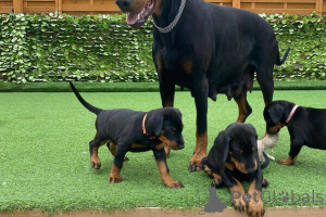 Photo №1. dobermann - à vendre en ville de Leipzig | 500€ | Annonce №149686