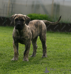 Photo №1. dogue des canaries - à vendre en ville de Riga | 1500€ | Annonce №174799