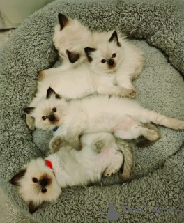 Photo №3. Nouveaux chatons Ragdoll à l'adoption. L'Autriche