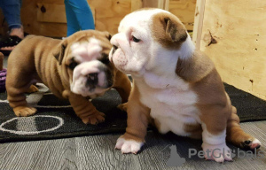 Photo №2 de l'annonce № 56170 de la vente bulldog anglais - acheter à Australie annonce privée