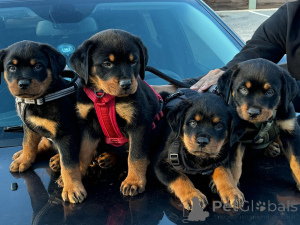 Photo №1. rottweiler - à vendre en ville de Berlin | négocié | Annonce №179019