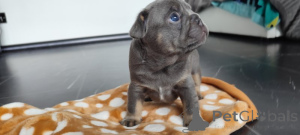 Photo №1. bouledogue - à vendre en ville de Берлингероде | 5000€ | Annonce №139145