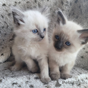 Photo №3. Chaton balinais. Georgia