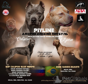 Photo №1. american pit bull terrier - à vendre en ville de Ulyanovsk | 616€ | Annonce №84673