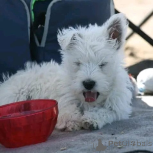 Photo №1. west highland white terrier - à vendre en ville de Munich | négocié | Annonce №178086