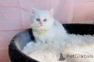 Photo №1. munchkin - à vendre en ville de Bad Wildungen | négocié | Annonce № 167582