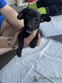 Photo №2 de l'annonce № 133087 de la vente jack russell terrier - acheter à Allemagne annonce privée